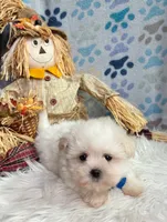 Pumpkin Boy , a male Maltipoo and Shih Tzu for sale in Belding, MI – 2 of 3