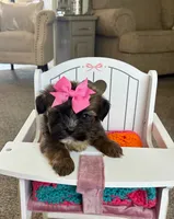 Princess , a female Shih Tzu and Morkie for sale in Belding, MI – 4 of 5