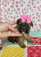 Daisy , a female Shih Tzu and Morkie for sale in Belding, MI – 2 of 4