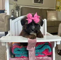 Princess , a female Shih Tzu and Morkie for sale in Belding, MI – 2 of 5