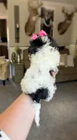 LuLu , a female Maltipoo and Shih Tzu for sale in Belding, MI – 5 of 5