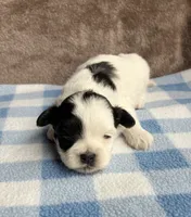 Oreo , a male Maltipoo and Shih Tzu for sale in Belding, MI – 4 of 4