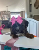 Princess , a female Shih Tzu and Morkie for sale in Belding, MI – 5 of 5