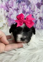 Rosie , a female Maltipoo and Shih Tzu for sale in Belding, MI – Photo 3 of 4