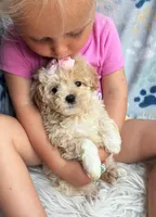 Daisy , a female Maltipoo and Shih Tzu for sale in Belding, MI – 2 of 2