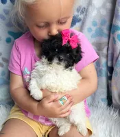 Poppy, a female Maltipoo and Shih Tzu for sale in Belding, MI – 2 of 3