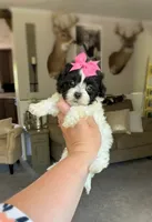LuLu , a female Maltipoo and Shih Tzu for sale in Belding, MI – 2 of 5