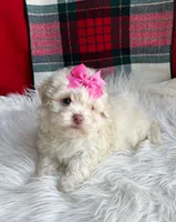 Snowy, a female Maltipoo and Shih Tzu for sale in Belding, MI – Photo 2 of 4