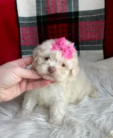 Snowy, a female Maltipoo and Shih Tzu for sale in Belding, MI – Photo 1 of 4