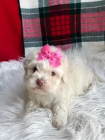 Snowy, a female Maltipoo and Shih Tzu for sale in Belding, MI – Photo 4 of 4
