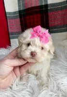 Snowy, a female Maltipoo and Shih Tzu for sale in Belding, MI – Photo 3 of 4
