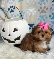 Tiny Brown Girl , a female Maltipoo and Shih Tzu for sale in Belding, MI – 3 of 4