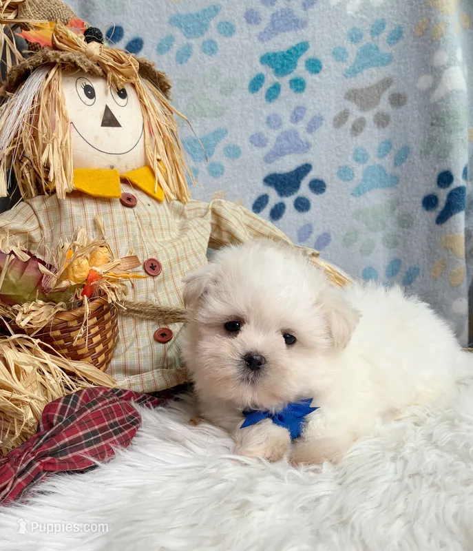 Pumpkin Boy  – Maltipoo, Shih Tzu puppy for sale in Belding, MI