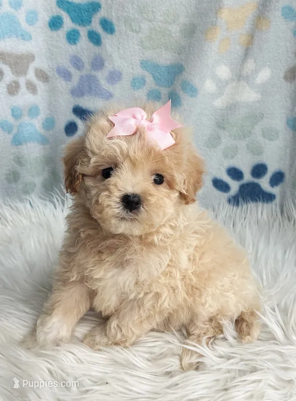 Daisy  – Maltipoo, Shih Tzu puppy for sale in Belding, MI