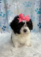 Black & white girl , a female Maltipoo and Shih Tzu for sale in Belding, MI – 2 of 5