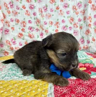 Smokey , a male Shih Tzu and Morkie for sale in Belding, MI – 3 of 4