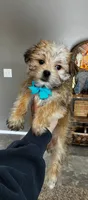 Light Brown Boy, a male Morkie for sale in Belding, MI – Photo 1 of 2