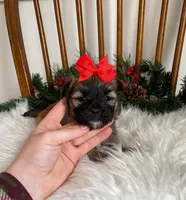 CandyCane Girl, a female Morkie for sale in Belding, MI – Photo 3 of 3