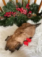 CandyCane Girl, a female Morkie for sale in Belding, MI – Photo 2 of 3