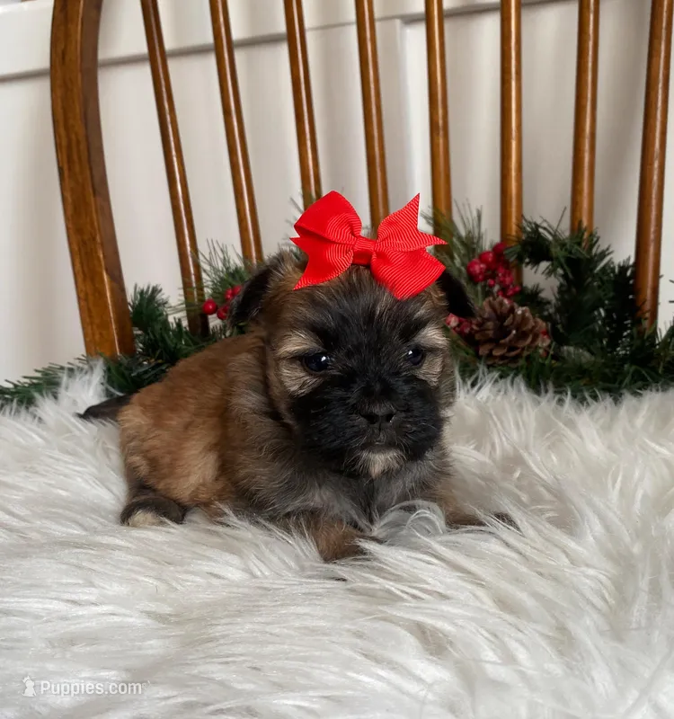 CandyCane Girl, a female Morkie for sale in Belding, MI – Photo 1 of 3