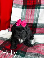 Black girl, a female Maltipoo and Shih Tzu for sale in Belding, MI – Photo 3 of 3