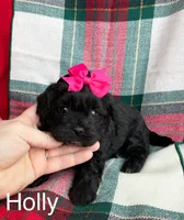 Black girl, a female Maltipoo and Shih Tzu for sale in Belding, MI – Photo 2 of 3