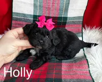 Black girl, a female Maltipoo and Shih Tzu for sale in Belding, MI – Photo 1 of 3