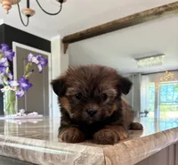 Smokey Bear, a male Shih Tzu and Morkie for sale in Belding, MI – 3 of 3