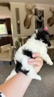 LuLu , a female Maltipoo and Shih Tzu for sale in Belding, MI – 4 of 5