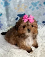 Tiny Brown Girl , a female Maltipoo and Shih Tzu for sale in Belding, MI – 1 of 4