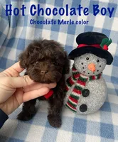 Hot Chocolate Boy, a male Maltipoo and Shih Tzu for sale in Belding, MI – Photo 2 of 4