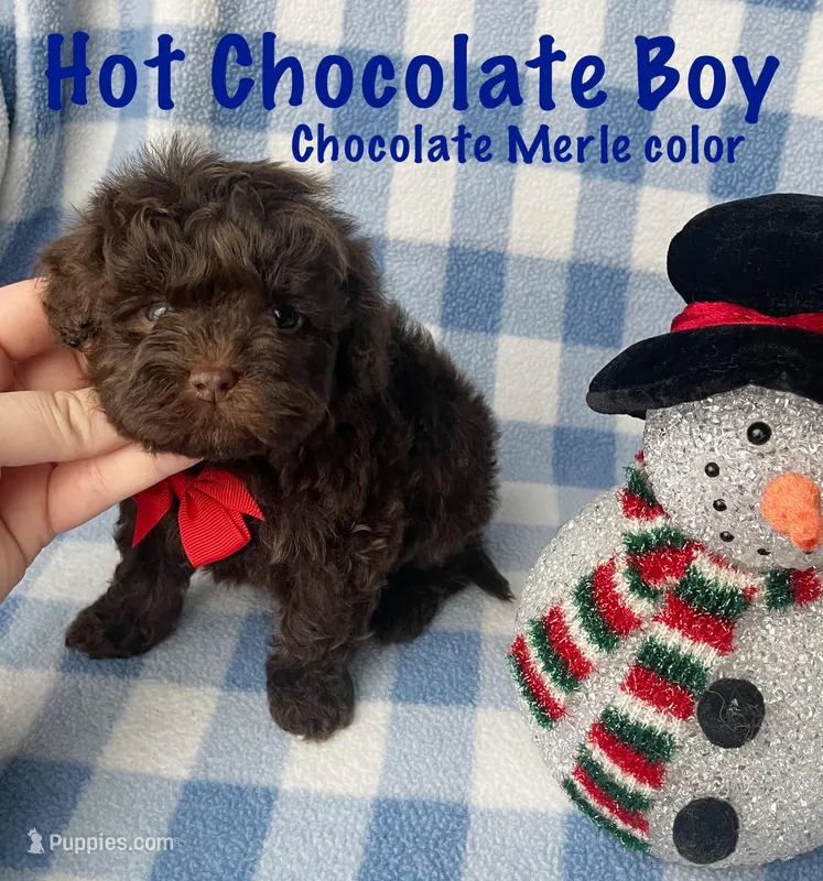 Hot Chocolate Boy