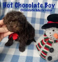 Hot Chocolate Boy, a male Maltipoo and Shih Tzu for sale in Belding, MI – Photo 1 of 4