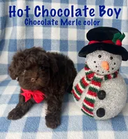 Hot Chocolate Boy, a male Maltipoo and Shih Tzu for sale in Belding, MI – Photo 4 of 4