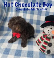 Hot Chocolate Boy, a male Maltipoo and Shih Tzu for sale in Belding, MI – Photo 3 of 4