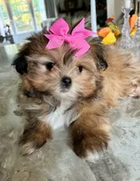 Adorable Brown Girl , a female Maltipoo and Shih Tzu for sale in Belding, MI – 1 of 4