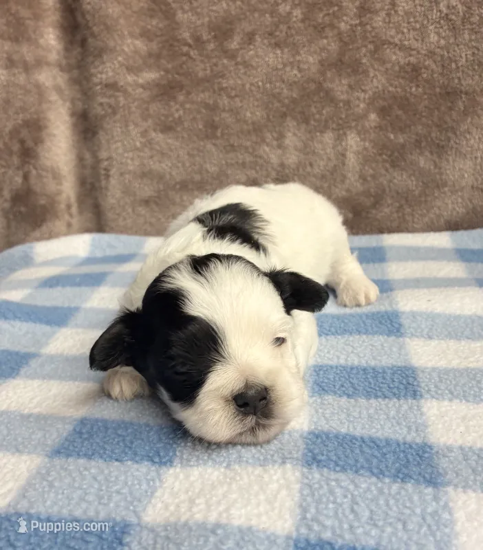Oreo  – Maltipoo, Shih Tzu puppy for sale in Belding, MI