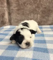 Oreo , a male Maltipoo and Shih Tzu for sale in Belding, MI – 1 of 4