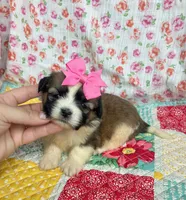 Petunia , a female Shih Tzu and Morkie for sale in Belding, MI – 3 of 4