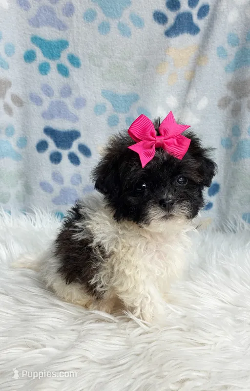 Poppy – Maltipoo, Shih Tzu puppy for sale in Belding, MI