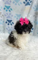 Poppy, a female Maltipoo and Shih Tzu for sale in Belding, MI – 1 of 3