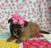 Daisy , a female Shih Tzu and Morkie for sale in Belding, MI – 3 of 4