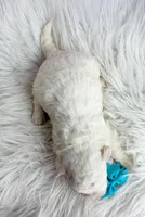 Bear, a male Maltipoo and Shih Tzu for sale in Belding, MI – Photo 4 of 4