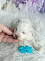 Bear, a male Maltipoo and Shih Tzu for sale in Belding, MI – Photo 2 of 4