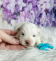 Bear, a male Maltipoo and Shih Tzu for sale in Belding, MI – Photo 3 of 4