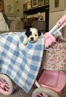 Oreo , a male Maltipoo and Shih Tzu for sale in Belding, MI – 3 of 4