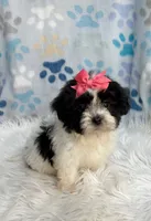 Black & white girl , a female Maltipoo and Shih Tzu for sale in Belding, MI – 5 of 5