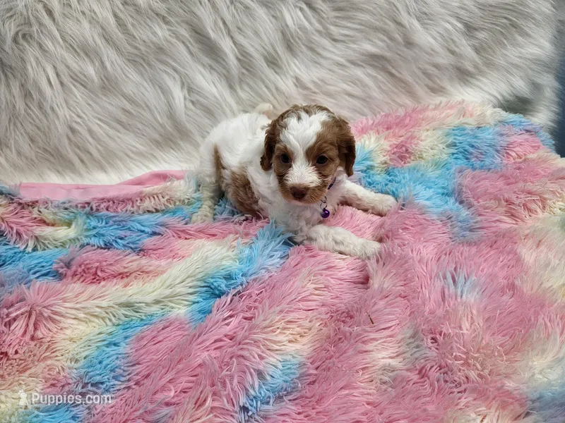 Purple – Cavapoo puppy for sale in Apopka, FL