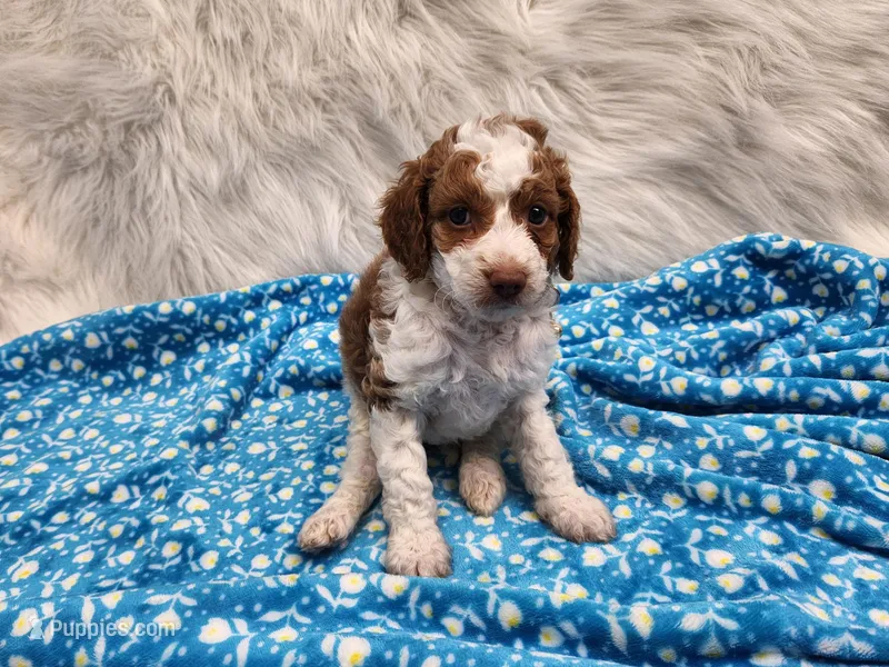 Golden  – Cavapoo puppy for sale in Apopka, FL