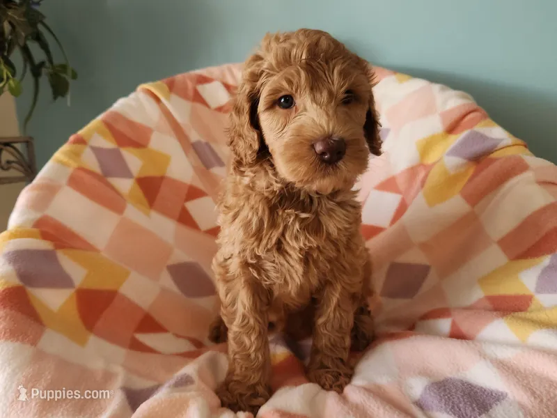 Goldie – Goldendoodle puppy for sale in Apopka, FL